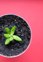 a green flower in a glass vase stands on a table, close-up view from above, pink background