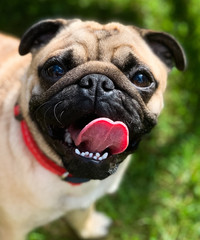 Happy pug
