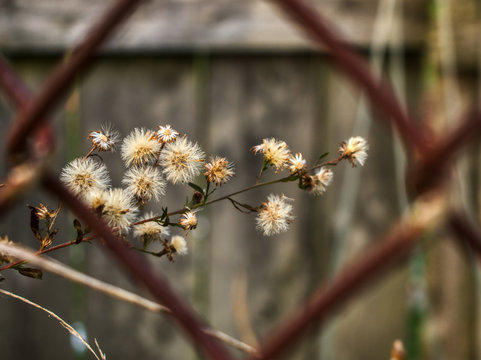 Wild daisies in autumn framed by rusting fence