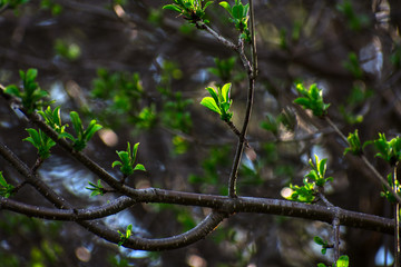 Budding tree glistening in the sunlight