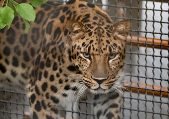 Jaguar before the attack on the victim prepares to jump