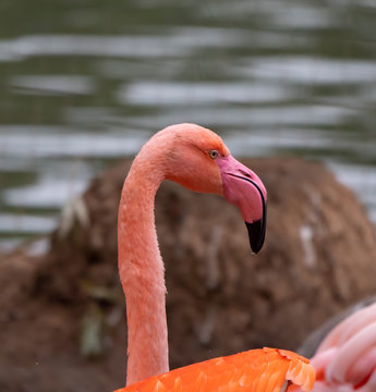 Portrait of a pink flamingo in a profile.