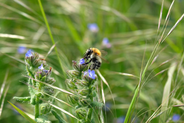 Insekt bei der Bestäubung von Wiesenblüte - Ackerhummel vor grünem Hintergrund - Stockfoto
