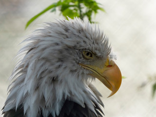Bald Headed Eagle, close up shot with blurred background