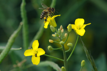 Biene auf gelber Blüte und grüner Hintergrund - Stockfoto