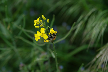 Ackerhummel auf gelber Blüte und dunkelgrüner Hintergrund - Stockfoto