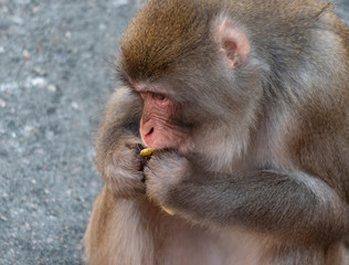 Portrait of a japanese macaque snow monkey