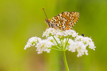 
Macro photography butterfly in the field