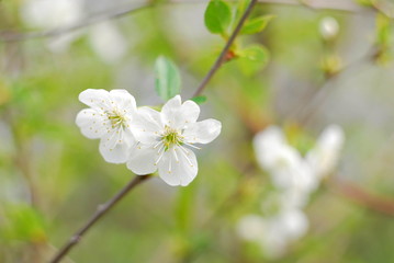 Cherry flowers in the garden