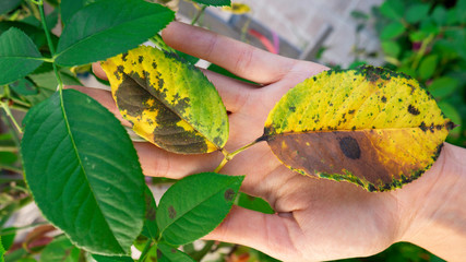 The hand of a female gardener holds a diseased leaf of a rose.v Plant disease. Fungal leaves spot...