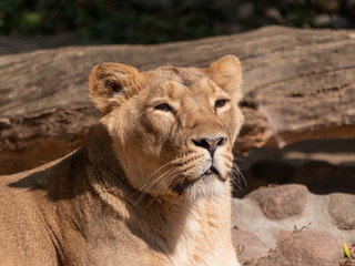 Obraz na płótnie Canvas Portrait lioness basking in the warm sun after dinner