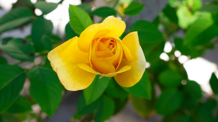 Yellow rose and green leaves in the garden