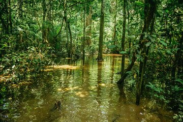 Puerto Maldonado Peru Rainforest Jungle