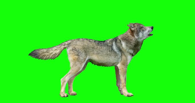 An animated wolf performing a variety of actions (some loopable) over a green background. The wolf stands and howls, then growls, then creeps, then a walks, then sits down and howls.