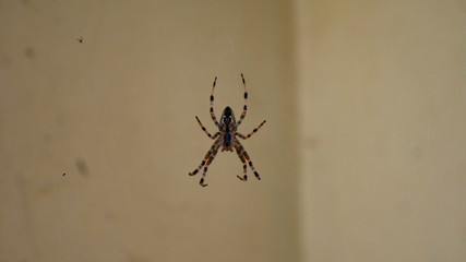 Shot of a European garden spider. Negative space. Copy space for text.