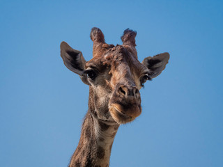 Naklejka premium Beautiful giraffe stands tall on blue sky background