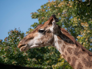 Beautiful giraffe stands tall on blue sky background