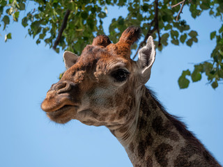Beautiful giraffe stands tall on blue sky background