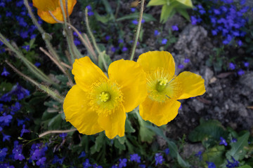 Creeping buttercup 3
