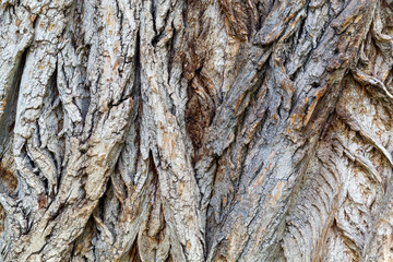 Old Weathered Tree Bark Texture