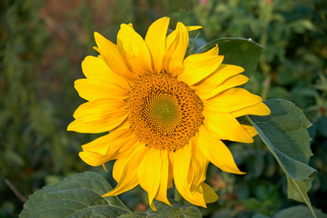 Obraz premium little sunflower flower in august