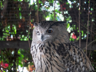 Eagle owl sitting and looking on the background of tree leaves