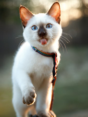 the kitten shows its tongue and gives it a paw. Spring forest. © Светлана Федоренко