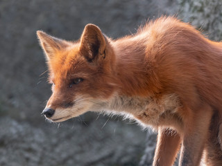 Golden jackal in nature tracks down prey, portrait