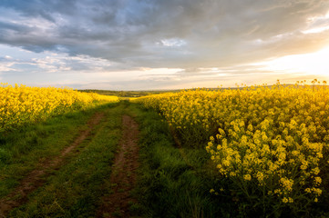 Rapeseed field, Blooming canola flowers panorama. Rape on the field in summer at sunset. Bright Yellow rapeseed oil. Large rapeseed field up to the horizon with blue sky, white clouds and rainbow.