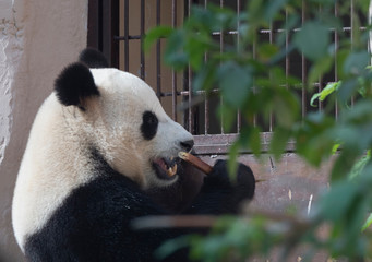 Fototapeta premium Cheerful black and white panda eats bamboo