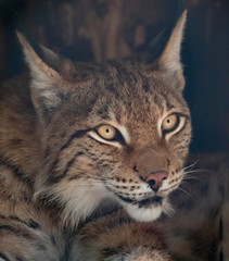 Naklejka na ściany i meble Lynx looks with predatory eyes from the shelter