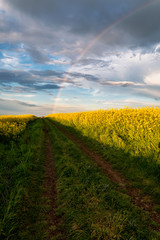 Rapeseed field, Blooming canola flowers panorama. Rape on the field in summer at sunset. Bright Yellow rapeseed oil. Large rapeseed field up to the horizon with blue sky, white clouds and rainbow.