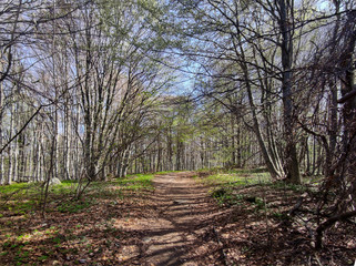 Spring view of Vitosha Mountain,  Bulgaria
