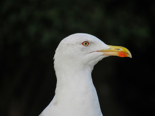 Gaviota