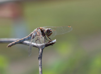 Dragonfly sits on dry branch on a background of green grass