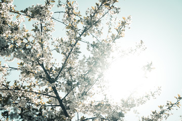 Branches of a blooming apple tree in the spring rays of the sun.