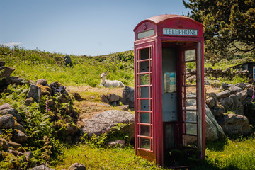 Obraz premium Old british telephone box and a goat in Cornwall, UK