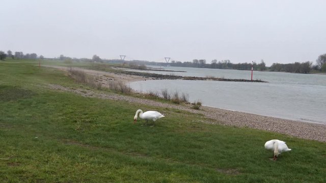 a green meadow on the banks of the river Rhine near D&uuml;sseldorf, two swans from the waterfowl species group on land looking for food