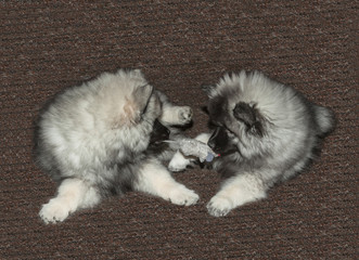 Two Keeshond puppies play on the floor, taking each other's toy mouse