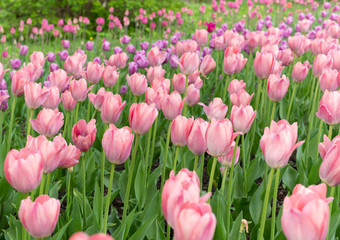Fototapeta premium Field of beautiful pink and purple tulips in the spring
