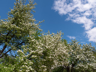 Apple blossoms in spring on white background