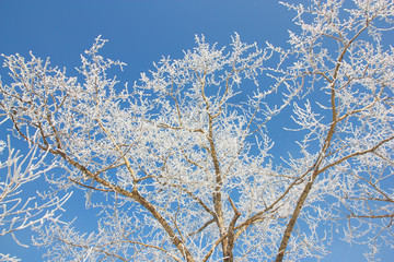 Winter birch forest in the sunlight against the blue sky
