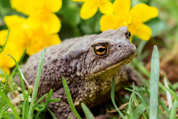 Toad close up sitting in the grass,yellow flowers in the background.Selective focus,side view