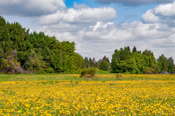 Field of bright yellow dandelions with a forest on background on a warm spring day with a slightly blurred foreground