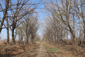 Dry tree branches autumn landscape and sky