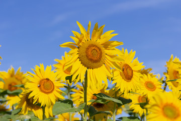 Field of blossoming sunflowers against the blue sky