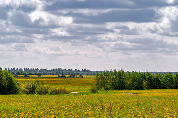 Field of bright yellow dandelions with a forest on background on a warm spring day with a slightly blurred foreground