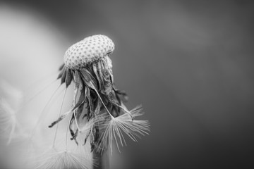 dandelion seed head © Bartłomiej Kosmatko