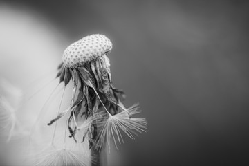 dandelion seed head