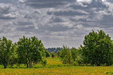 Field of bright yellow dandelions with a forest on background on a warm spring day with a slightly blurred foreground